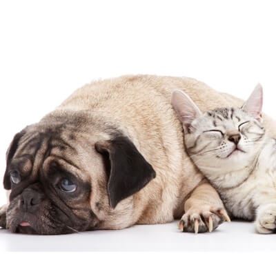 About Small Animal Veterinary Associates  in Toms River, NJ